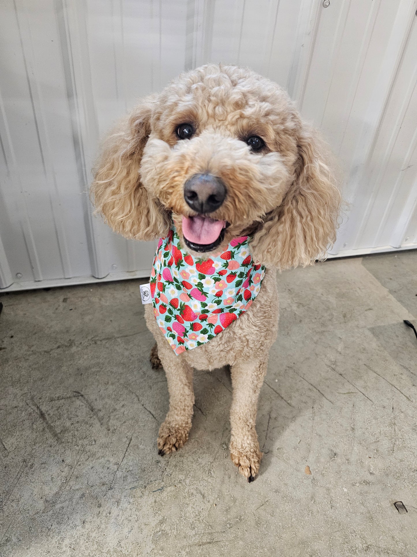 Strawberry Fields Scrunchie Pet Bandana
