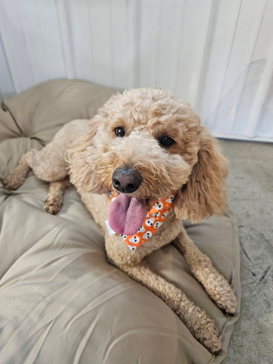 Glow in the Dark Skeleton Scrunchie Pet Bandana