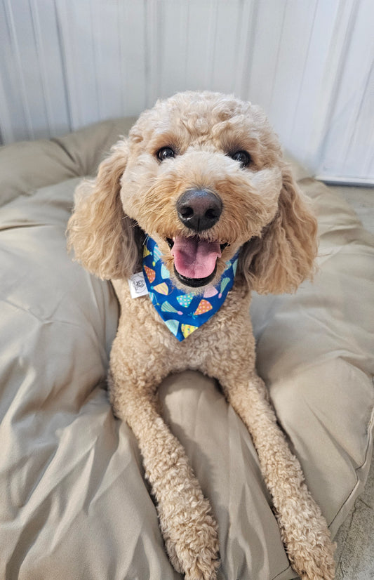 Birthday Blue Scrunchie Pet Bandana