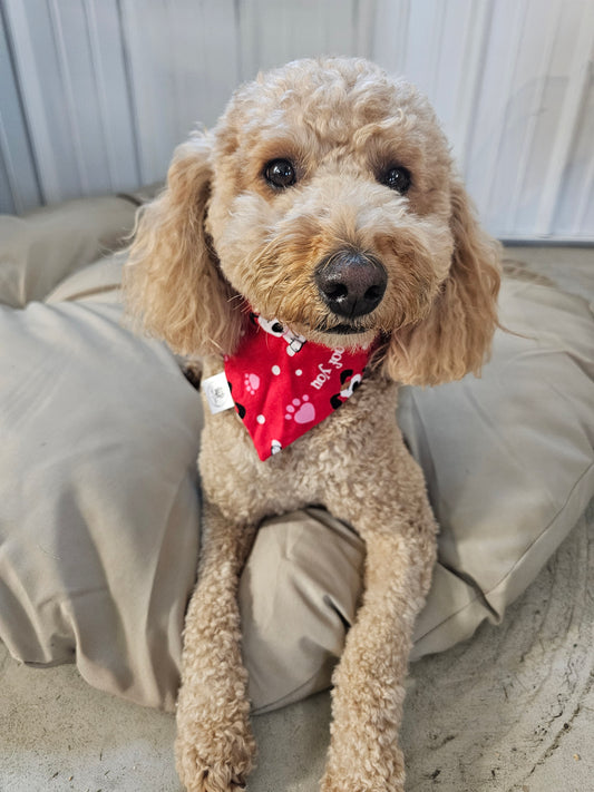 I Woof You Scrunchie Pet Bandana