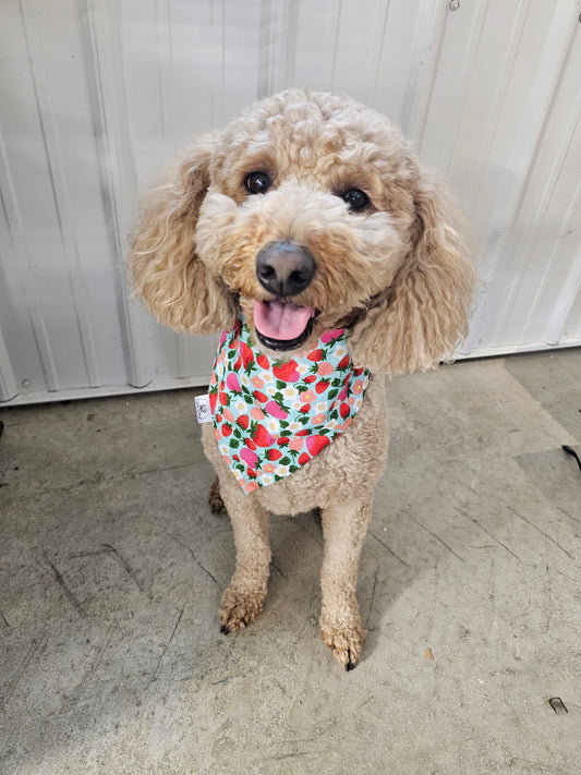 Strawberry Fields Scrunchie Pet Bandana