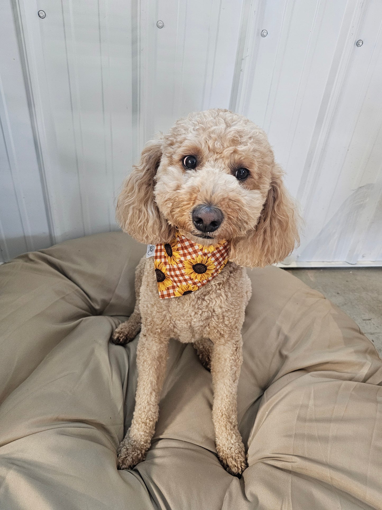 Sunflower Scrunchie Pet Bandana